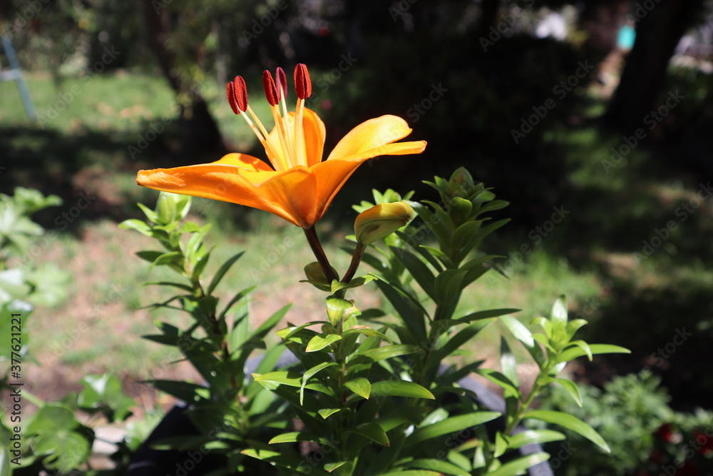 Obraz premium orange tiger lily