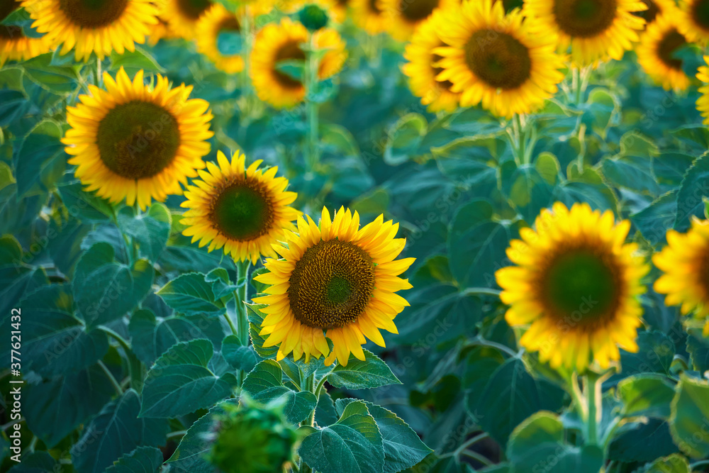 bright sunflower field, a beautiful landscape on a summer day bright sunflower field, a beautiful landscape on a summer day