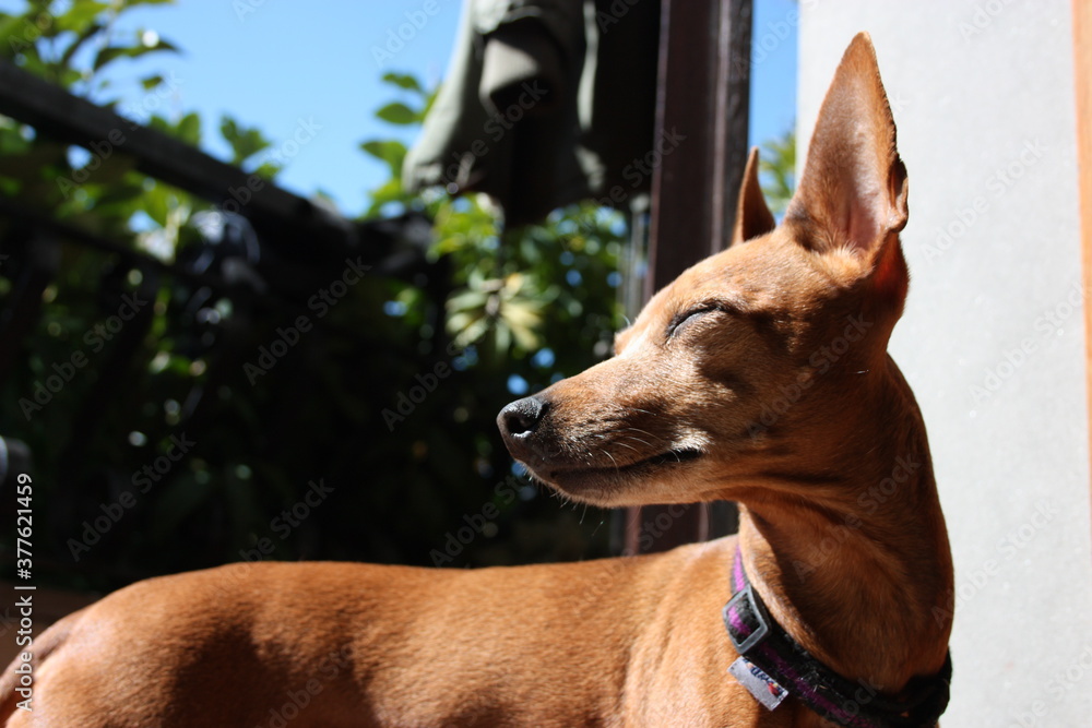 young specimen puppy dog ​​breed. pet in the terrace of the house where he lives proud. female zwerg pinscher red or brown color