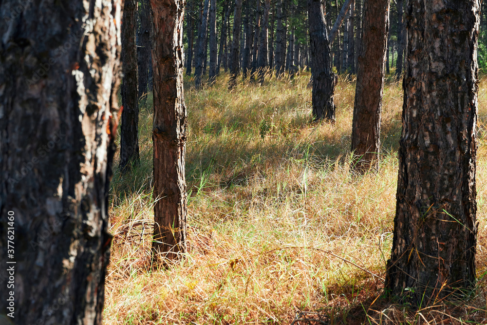 forest on a bright day - beautiful autumn landscape and wildlife forest on a bright day - beautiful autumn landscape and wildlife