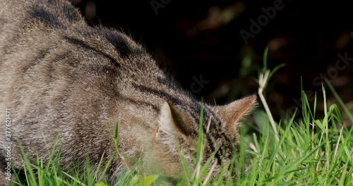 scottish wild cat, Felis silvestris, close up portrait of it moving/cleaning on grass with woodland background during a bright sunny day.