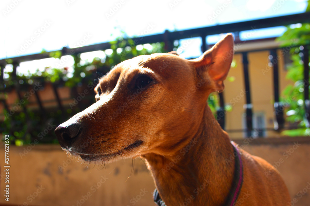 young specimen puppy dog ​​breed. pet in the terrace of the house where he lives proud. female zwerg pinscher red or brown color