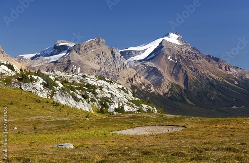 Green Alpine Meadow and Snowy Mountain Hector Peak. A scenic summertime landscape on a popular hiking trail in Banff National Park, Alberta Canada 