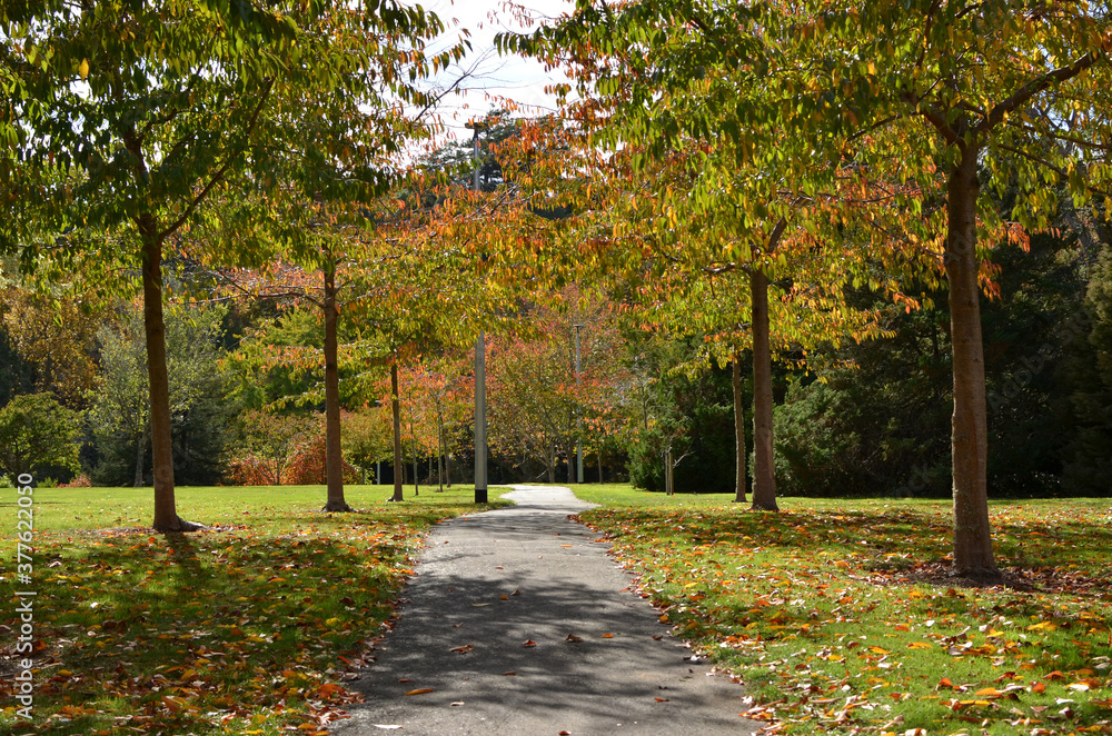 path in autumn fall park