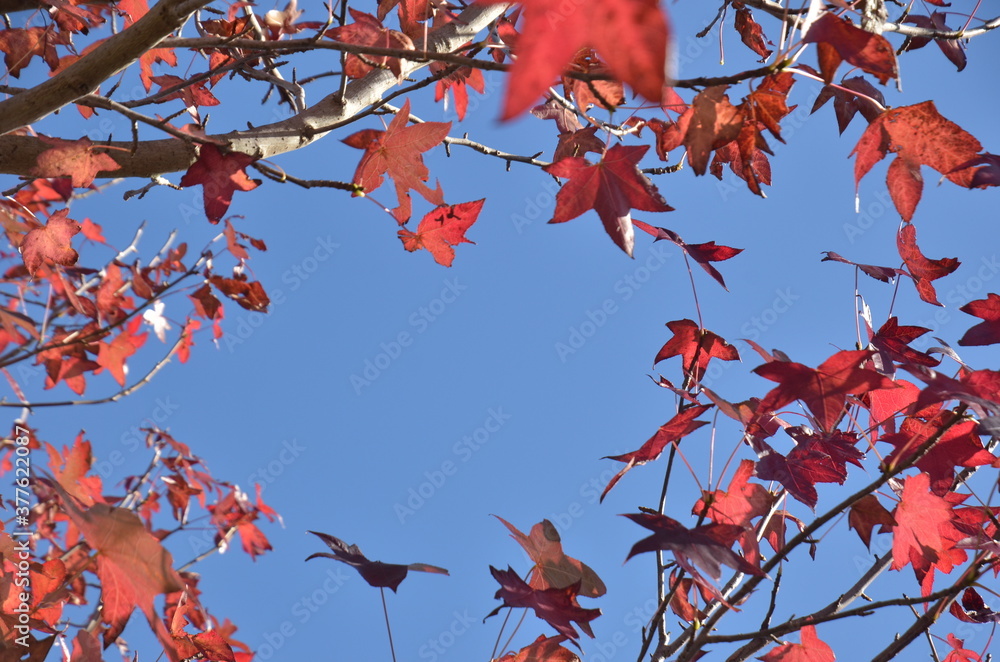 red autumn leaves against sky