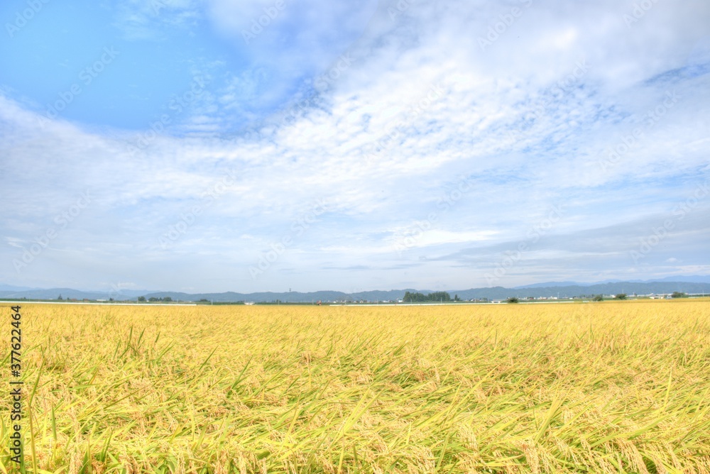 実りの稲穂 日本の秋 お米 収穫 農業 自然 ご飯 白米収穫 農業 自然 福島 喜多方 会津盆地