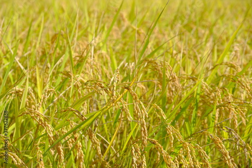 実りの稲穂 日本の秋 お米 収穫 農業 自然 ご飯 白米収穫 農業 自然 福島 喜多方 会津盆地