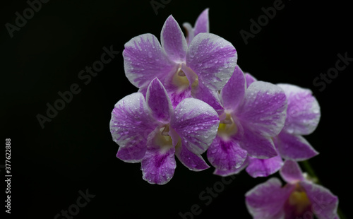 purple orchid on black background