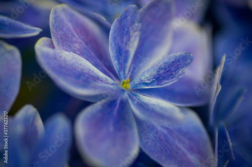 紫陽花のマクロ写真