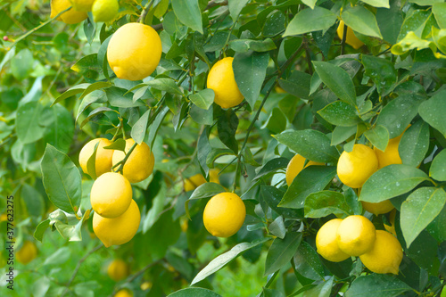 レモン畑　瀬戸内海　広島県尾道市瀬戸田　日本
