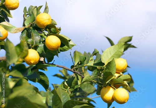 レモン畑　瀬戸内海　広島県尾道市瀬戸田　日本