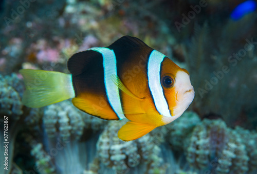 Anemonefish - clown fish - Amphiprion clarkii. Underwater world of Tulamben, Bali, Indonesia.