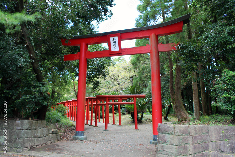 Red torii Shinto gate around Miyazaki Jingu Shrine Red torii Shinto gate around Miyazaki Jingu Shrine
