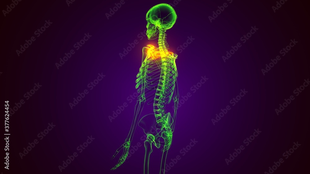 3d render of human skeleton rib cage 1st bone anatomy 3d render of human skeleton rib cage 1st bone anatomy