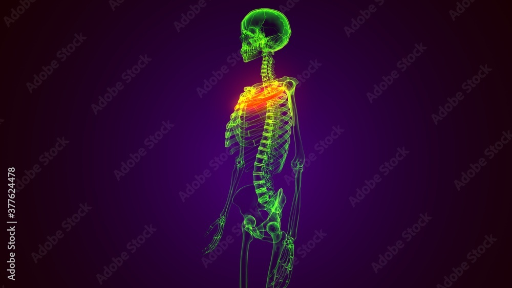 3d render of human skeleton rib cage 1st bone anatomy Stock