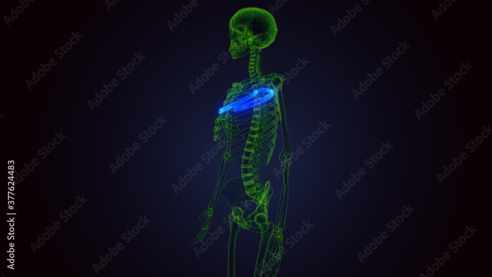 Human skeleton anatomy Rib Cage 4th Bone 3D Rendering . Human skeleton anatomy Rib Cage 4th Bone 3D Rendering .