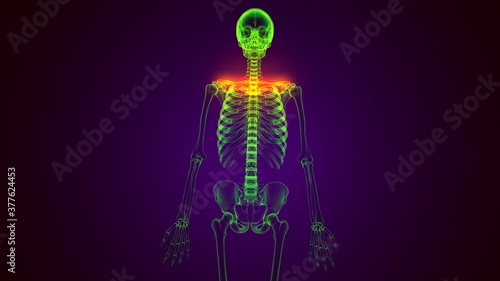 3d render of human skeleton rib cage 1st bone anatomy