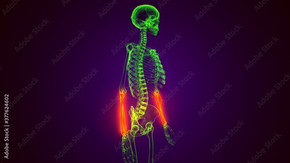 3d render of human skeleton ulna bone anatomy 3d render of human skeleton ulna bone anatomy