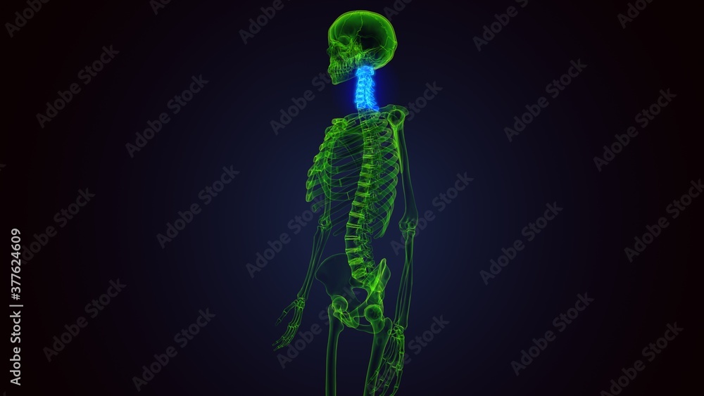 3d render of human skeleton cervical vertebrae bone anatomy
3d render of human skeleton cervical vertebrae bone anatomy