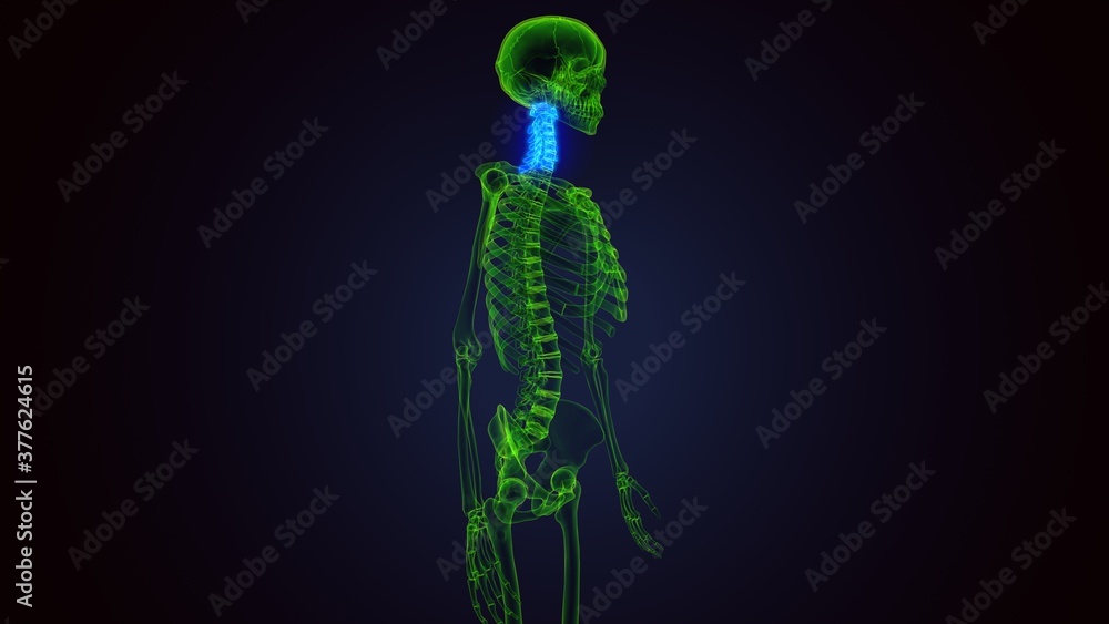 3d render of human skeleton cervical vertebrae bone anatomy
3d render of human skeleton cervical vertebrae bone anatomy
