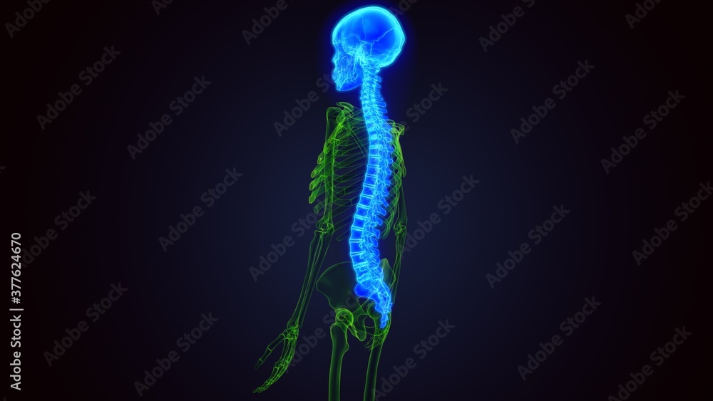 3d illustration of Skull With Spinal Cord Anatomy
3d illustration of Skull With Spinal Cord Anatomy