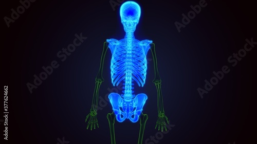 3D Illustration Human Skeleton Anatomy (Skeleton)