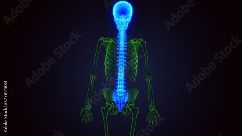 3d illustration of Skull With Spinal Cord Anatomy  © PIC4U
