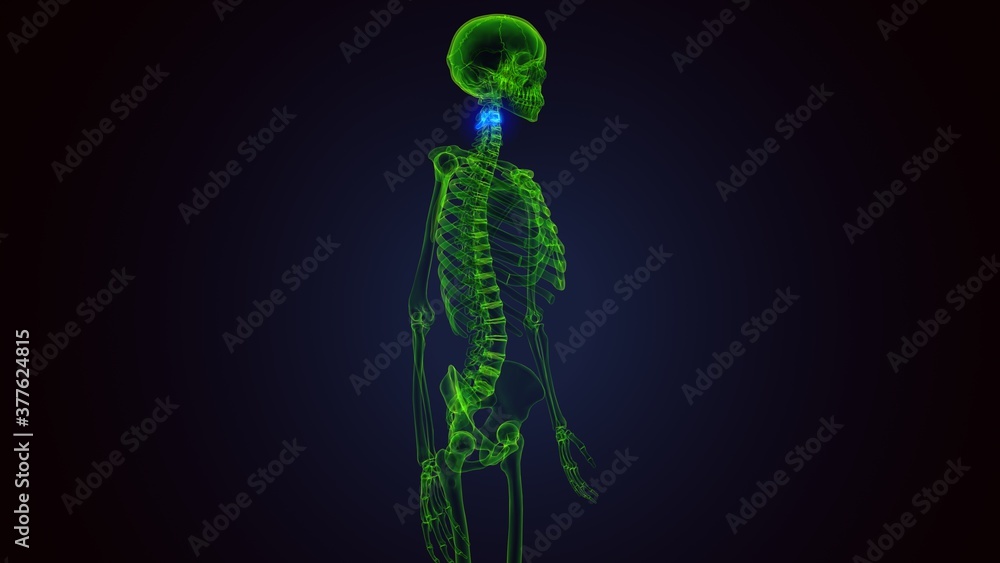 3d render of human skeleton cervical vertebrae anatomy 3d render of human skeleton cervical vertebrae anatomy