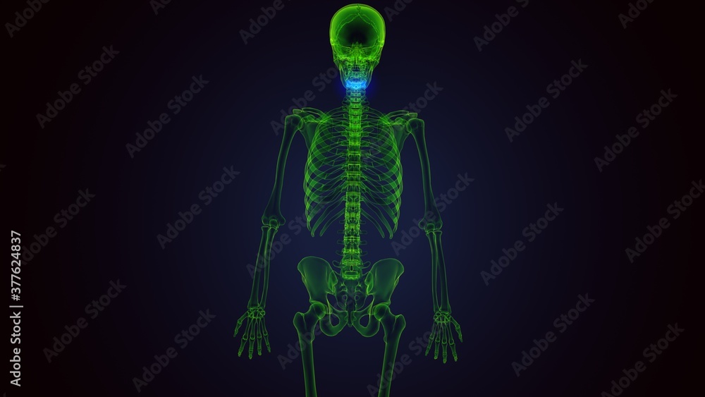 3d render of human skeleton cervical vertebrae bone anatomy
3d render of human skeleton cervical vertebrae bone anatomy