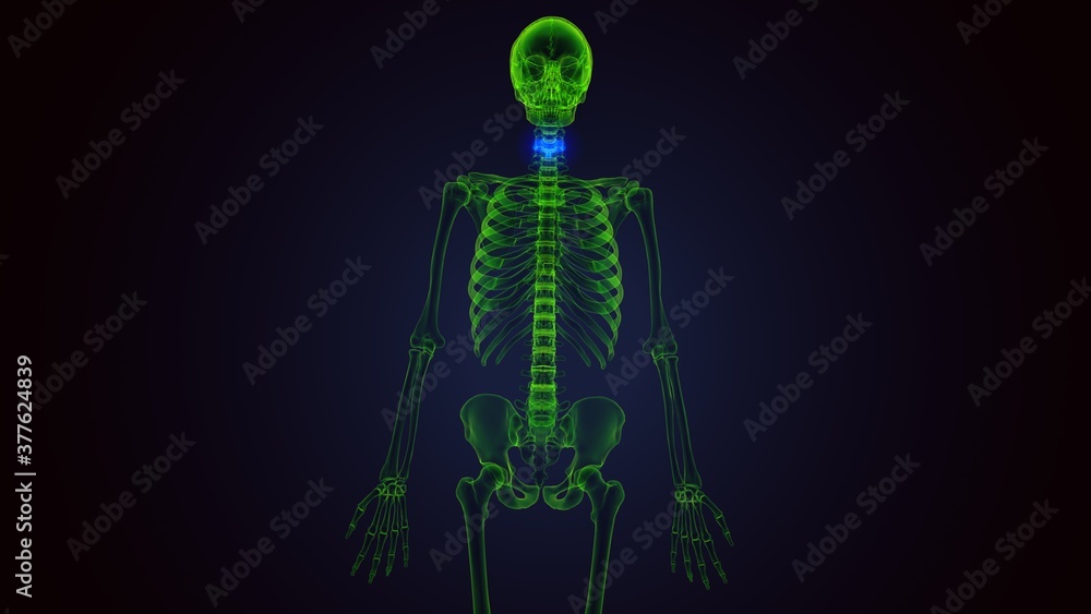 3d render of human skeleton cervical vertebrae bone anatomy
3d render of human skeleton cervical vertebrae bone anatomy