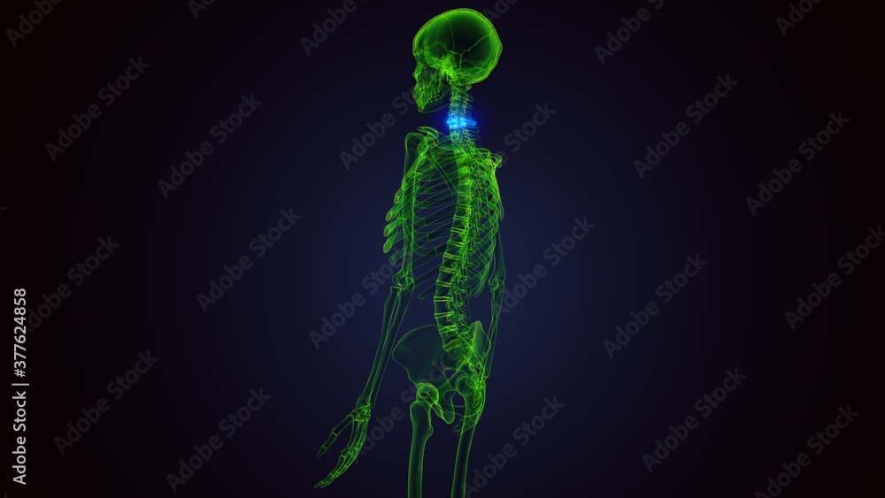 3d render of human skeleton cervical vertebrae bone anatomy
3d render of human skeleton cervical vertebrae bone anatomy