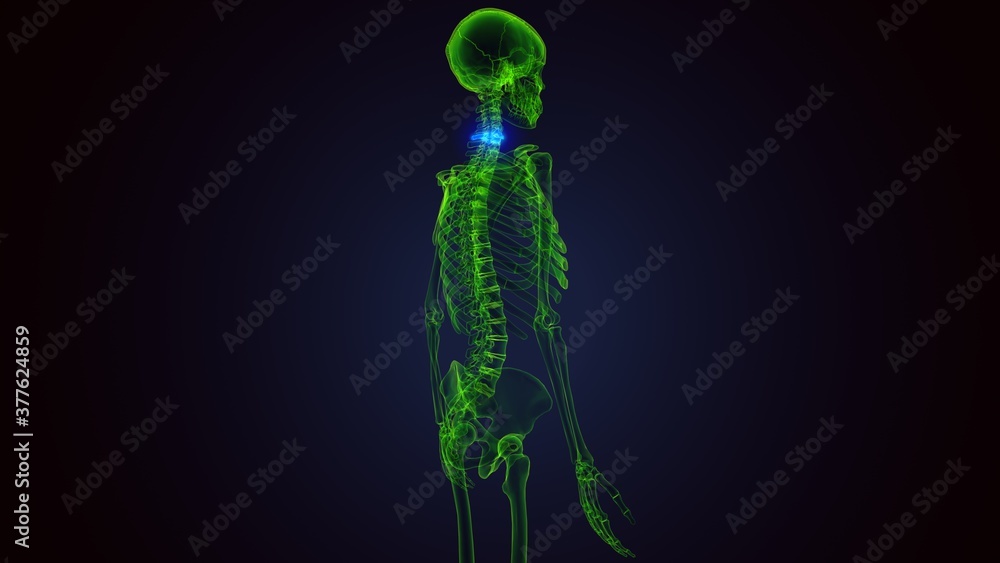 3d render of human skeleton cervical vertebrae bone anatomy
3d render of human skeleton cervical vertebrae bone anatomy