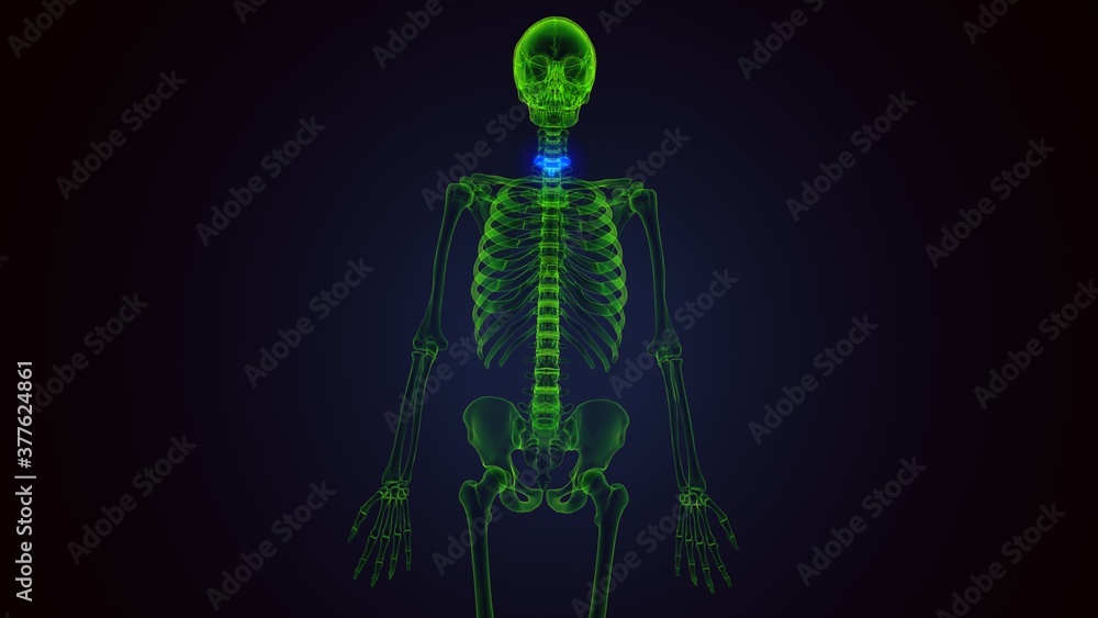 3d render of human skeleton cervical vertebrae bone anatomy
3d render of human skeleton cervical vertebrae bone anatomy