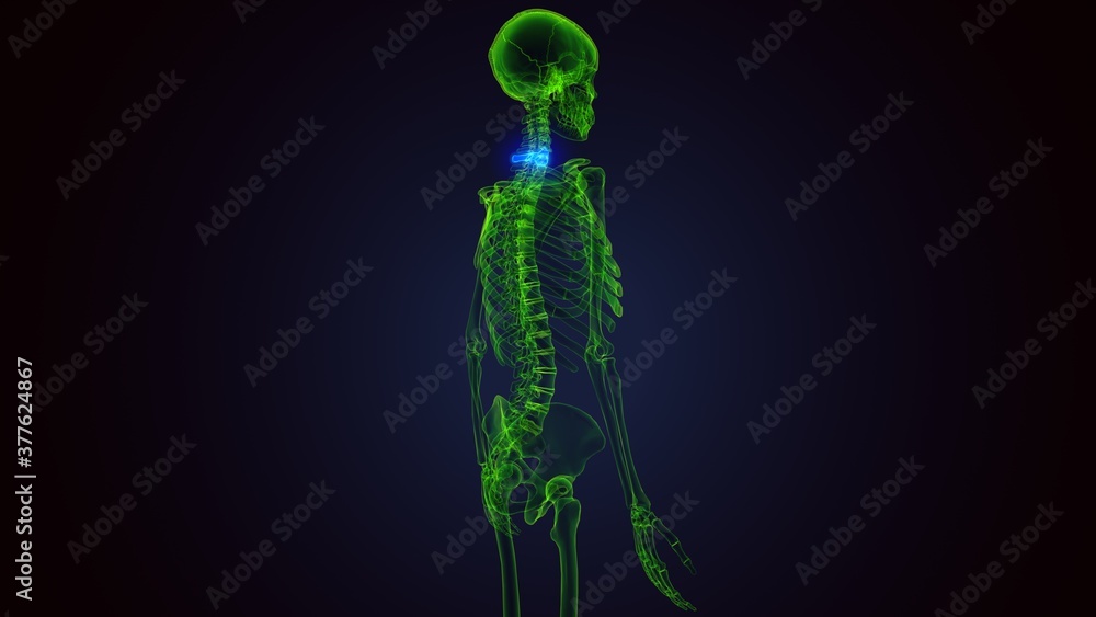 3d render of human skeleton cervical vertebrae bone anatomy
3d render of human skeleton cervical vertebrae bone anatomy