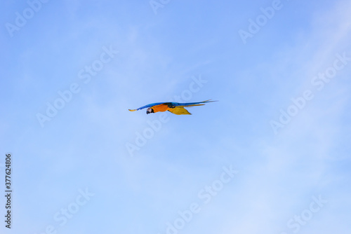 macaw single in flying