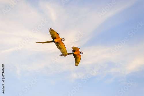 two macaw flying freedom in the sky