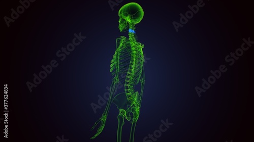 3d render of human skeleton cervical vertebrae bone anatomy  © PIC4U