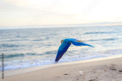 macaw bird colorful in sky