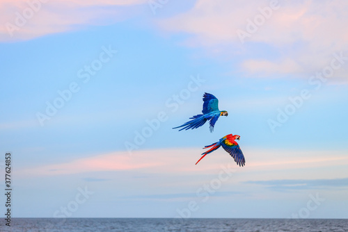 macaw in love the sky