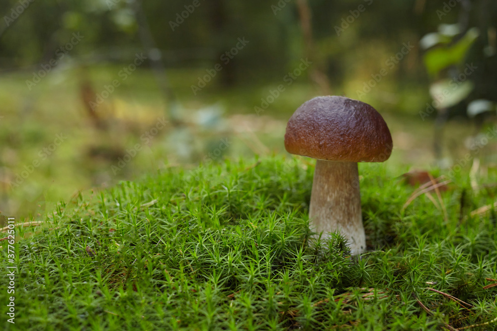 Beautiful Boletus edilus mushroom in forest. White Boletus mushroom in green moss. Beautiful Boletus edilus mushroom in forest. White Boletus mushroom in green moss.