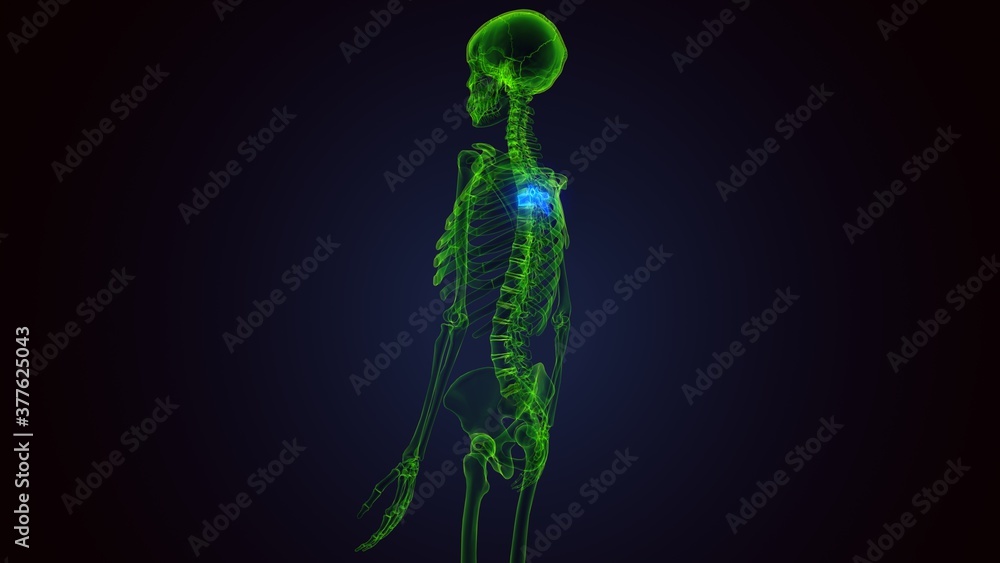 human skeleton vertebral column thoracic vertebrae anatomy 3D Illustration
human skeleton vertebral column thoracic vertebrae anatomy 3D Illustration