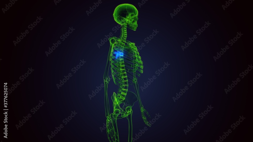 human skeleton vertebral column thoracic vertebrae anatomy 3D Illustration
human skeleton vertebral column thoracic vertebrae anatomy 3D Illustration