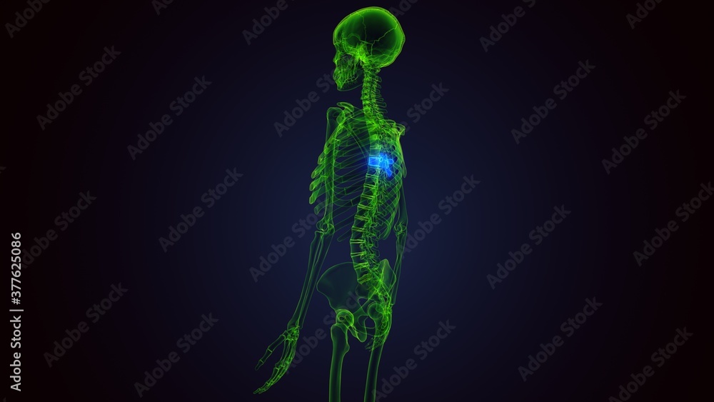 human skeleton vertebral column thoracic vertebrae anatomy 3D Illustration
human skeleton vertebral column thoracic vertebrae anatomy 3D Illustration
