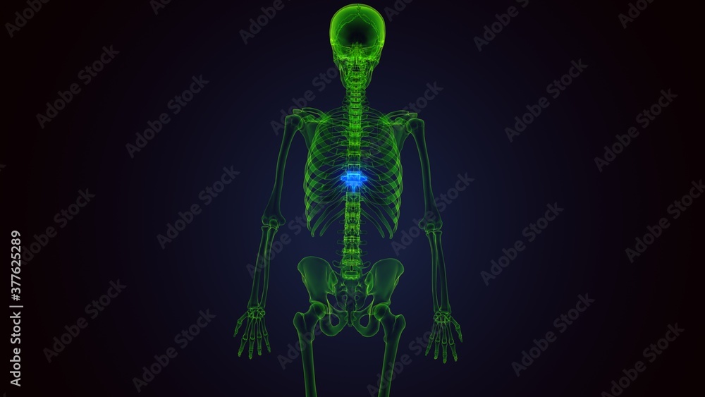 3d render of human skeleton thoracic vertebrae bone anatomy