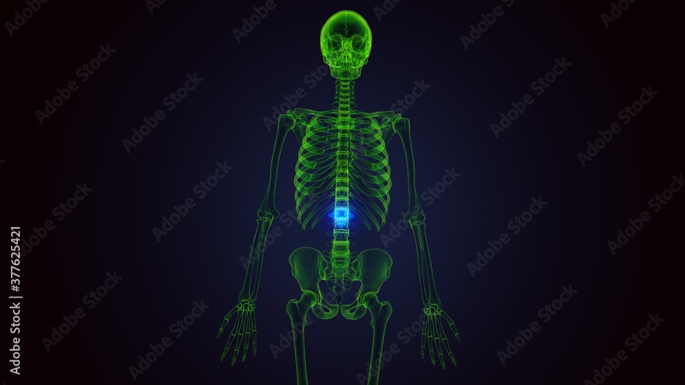3d render of human skeleton lumbar vertebrae anatomy