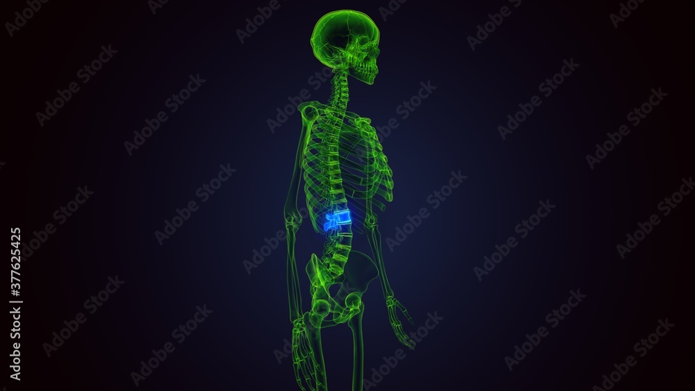 3d render of human skeleton lumbar vertebrae anatomy 3d render of human skeleton lumbar vertebrae anatomy