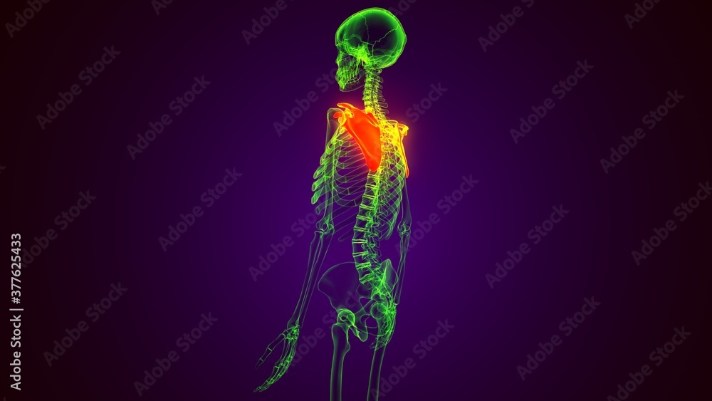 3d render of human Scapula Bone anatomy 3d render of human Scapula Bone anatomy