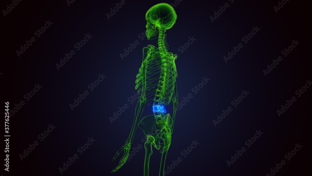 3d render of human skeleton lumbar vertebrae anatomy 3d render of human skeleton lumbar vertebrae anatomy