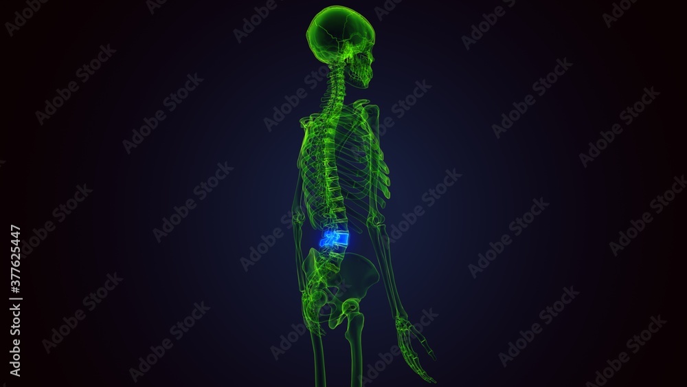3d render of human skeleton lumbar vertebrae anatomy 3d render of human skeleton lumbar vertebrae anatomy