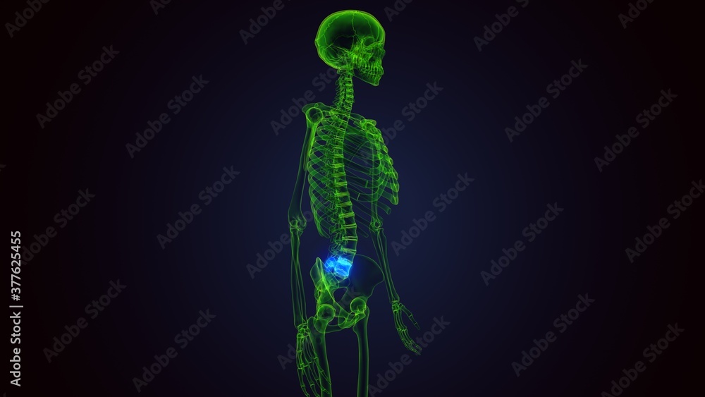 3d render of human skeleton lumber bone anatomy 3d render of human skeleton lumber bone anatomy
